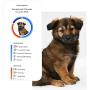 Wisdom Panel Essential – Dog DNA Test for Ancestry, Traits, and Medical Complications