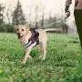 Bolux Service Dog Harness, Easy On and Off Pet Vest Harness, Reflective Breathable and Easy Adjust Pet Halters with Nylon Handle for Small Medium Large Dogs - No More Pulling, Tugging or Choking Bolux Service Dog Harness, Easy On and Off Pet Vest Harness, Reflective Breathable and Easy Adjust Pet Halters with Nylon Handle for Small Medium Large Dogs - No More Pulling, Tugging or Choking