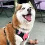 BABYLTRL Big Dog Harness No Pull Adjustable Pet Reflective Oxford Soft Vest for Large Dogs Easy Control Harness