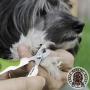 Pet Nail Clippers for Small Animals - Best Cat Nail Clippers & Claw Trimmer for Home Grooming Kit - Professional Grooming Tool for Tiny Dog Cat Bunny Rabbit Bird Puppy Kitten Ferret - Ebook Guide