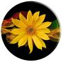 Cellphone Holder Pop Out Knob Floral Sunflower Design Black PopSockets Grip and Stand for Phones and Tablets