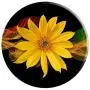 Cellphone Holder Pop Out Knob Floral Sunflower Design Black PopSockets Grip and Stand for Phones and Tablets Cellphone Holder Pop Out Knob Floral Sunflower Design Black PopSockets Grip and Stand for Phones and Tablets