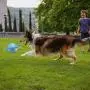 FENG HONG Pet Hollow Out Toy Ball