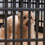 IRIS USA 24” Exercise Playpen Panels for Dog IRIS USA 24” Exercise Playpen Panels for Dog