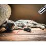 LECHONG Cat Toys Interactive for Indoor Cats 7 in 1 Cats Chaser Toys Wand USB Rechargeable Kitten Toys for Indoor Playing Training Exercising 2 Pack