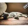 LECHONG Cat Toys Interactive for Indoor Cats 7 in 1 Cats Chaser Toys Wand USB Rechargeable Kitten Toys for Indoor Playing Training Exercising 2 Pack LECHONG Cat Toys Interactive for Indoor Cats 7 in 1 Cats Chaser Toys Wand USB Rechargeable Kitten Toys for Indoor Playing Training Exercising 2 Pack