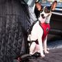 SlowTon Dog Car Harness Plus Connector Strap, Multifunction Adjustable Vest Harness Double Breathable Mesh Fabric with Car Vehicle Safety Seat Belt