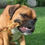 Pawstruck 12" Braided Bully Sticks for Dogs - Natural Bulk Dog Dental Treats & Healthy Chews, Chemical Free, 12 inch Best Low Odor Pizzle Stix