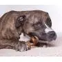 Downtown Pet Supply 10&quot Thick Curly Bully Sticks for Dogs Made in USA - Odorless Dog Dental Chews Treats Bully Sticks