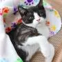 6 Pack Pet Blanket Soft Fleece Dog Cat Blanket, Fluffy Warm Sleep Bed Cover with Paw Print for Kitten Puppy 6 Pack Pet Blanket Soft Fleece Dog Cat Blanket, Fluffy Warm Sleep Bed Cover with Paw Print for Kitten Puppy