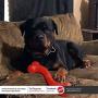 Ethical Pets SPOT Play Strong S" Bone | Dog Toys for Aggressive Chewers | Dog Chew Toy | Indestructible Dog Toys