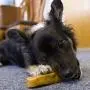 Himalayan Pet Supply Himalayan Cheese Chew Himalayan Pet Supply Himalayan Cheese Chew