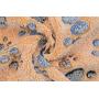 luciphia Blankets Super Soft Fluffy Premium Fleece Pet Blanket Flannel Throw for Dog Puppy Cat
