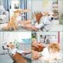 PETRIP Dog Hair Dryer Pet Dryer Professional Grooming Blower Dog Slicker Brush for Large Medium Small Dog Cat PETRIP Dog Hair Dryer Pet Dryer Professional Grooming Blower Dog Slicker Brush for Large Medium Small Dog Cat
