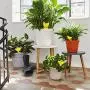 NiHome 48-Pack Sticky Plant Bug Trap Indoor Outdoor Yellow Flying Insect Killer Glue Pest Control Fungus Gnat Fruit Fly Catcher Nontoxic Pesticide-Free Odorless Home Garden Plant Protection Attom