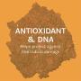 Host Defense, Chaga Capsules, Antioxidant and DNA Support, Daily Mushroom Supplement, Vegan, Organic, 60 Capsules (30 Servings)