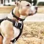 TIANYAO Dog Harness No Pull Reflective Oxford Material Soft Pet Vest Adjustable for Large Dogs Easy Control Harness with Dog Collar (XL)