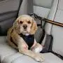 Kurgo Direct to Seatbelt Tether for Dogs | Car Seat Belt for Pets | Adjustable Dog Safety Belt Leash | Quick & Easy Installation | Works with Any Pet Harness | Carabiner | Swivel | Bungee | Zipline Kurgo Direct to Seatbelt Tether for Dogs | Car Seat Belt for Pets | Adjustable Dog Safety Belt Leash | Quick & Easy Installation | Works with Any Pet Harness | Carabiner | Swivel | Bungee | Zipline