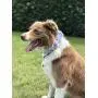 USP Pet Soft &Comfy Bowtie Dog Collar and Cat Collar Pet Gift for Dogs and Cats 6 Size and 7 Patterns