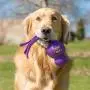 KONG Wubba Dog Toy, Extra Large, Colors Vary KONG Wubba Dog Toy, Extra Large, Colors Vary
