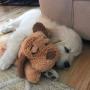 SmartPetLove Snuggle Puppy Behavioral Aid Toy SmartPetLove Snuggle Puppy Behavioral Aid Toy