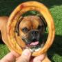 Pawstruck Bully Stick Rings - Natural Bulk Dog Dental Treats & Healthy Chew, Best Thick Low-Odor Pizzle Stix, Free Range & Grass Fed Beef