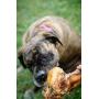 K9 Connoisseur Single Ingredient Dog Bones Made in USA for Large Breed Aggressive Chewers All Natural Long Lasting Meaty Marrow Filled Bone Chew Treat Best for Dogs Over 50 Pounds