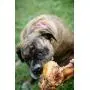 K9 Connoisseur Single Ingredient Dog Bones Made in USA for Large Breed Aggressive Chewers All Natural Long Lasting Meaty Marrow Filled Bone Chew Treat Best for Dogs Over 50 Pounds K9 Connoisseur Single Ingredient Dog Bones Made in USA for Large Breed Aggressive Chewers All Natural Long Lasting Meaty Marrow Filled Bone Chew Treat Best for Dogs Over 50 Pounds