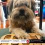 SPOT Ethical Pet Interactive Seek-A-Treat Shuffle Bone Toy Puzzle That Will Improve Your Dogs IQ, Specially Designed for Training Treats