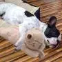 Dog Soft Plush Toy Pet Heart Beat Plush Bear Toy with Warmer Bag Puppy Anxiety Relief Toy for Puppy Dogs