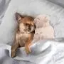 Dog Soft Plush Toy Pet Heart Beat Plush Bear Toy with Warmer Bag Puppy Anxiety Relief Toy for Puppy Dogs