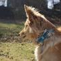 Lionet Paws Dog and Cat Collar with Bowtie,Soft and Comfortable,Adjustable Collar