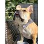 Lionet Paws Dog Collar with Bowtie, Durable Adjustable and Comfortable Cotton Collar for Dogs and Cats