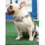 lionet paws Dog Leash Durable Handmade Grid Dog Leash Dog Walking Leash with Soft Handle for Cats and Small Medium Large Dogs