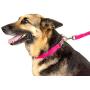 Country Brook Design - Vibrant 25 Color Selection - 1 Inch Nylon Dog Leash