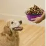 Guardians Large Collapsible Dog Bowls, 34oz Portable Foldable Water Bowls Food Dishes with Carabiner Clip for Travel, 2 Pack (Purple+Green) Guardians Large Collapsible Dog Bowls, 34oz Portable Foldable Water Bowls Food Dishes with Carabiner Clip for Travel, 2 Pack (Purple+Green)