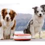 Torus Pet Water Bowl | 2-Liter | Fresh Filtered Water | Healthy & Hygienic Pet Bowl | for Small, Medium, Large Dogs, Cats & Other Pets
