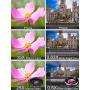 MACTREM Phone Camera Lens Phone Lens Kit 9 in 1, 20X Telephoto Lens, 205° Fisheye Lens, 0.5X Wide Angle Lens & 25X Macro Lens(Screwed Together), Compatible with iPhone 8 7 6 6s Plus X XS XR Samsung