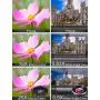 MACTREM Phone Camera Lens Phone Lens Kit 9 in 1, 20X Telephoto Lens, 205° Fisheye Lens, 0.5X Wide Angle Lens & 25X Macro Lens(Screwed Together), Compatible with iPhone 8 7 6 6s Plus X XS XR Samsung MACTREM Phone Camera Lens Phone Lens Kit 9 in 1, 20X Telephoto Lens, 205° Fisheye Lens, 0.5X Wide Angle Lens & 25X Macro Lens(Screwed Together), Compatible with iPhone 8 7 6 6s Plus X XS XR Samsung
