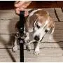 Athenas Pets Dog Bells for Potty Training, Best Dog Bell for Puppy Training, Adjustable Dog Door Bell, Premium Quality Nylon Dog Training Bells for Door for Dog Potty Training, Loud Dog Doorbell Athenas Pets Dog Bells for Potty Training, Best Dog Bell for Puppy Training, Adjustable Dog Door Bell, Premium Quality Nylon Dog Training Bells for Door for Dog Potty Training, Loud Dog Doorbell