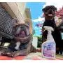 Pet Stain & Odor Miracle - Enzyme Cleaner for Dog and Cat Urine, Feces, Vomit, Drool