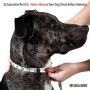 Logical Leather Padded Dog Collar - Best Full Grain Heavy Duty Genuine Leather Collars