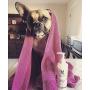 Warren London Hydrating Butter Leave-in Conditioner for Dogs Skin and Coat - Guava & Mango - 1gal