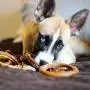 Bully Stick Variety Pack for Dogs | Best Mix of Natural Low-Odor Beef Stix | Pizzle Dental Treat Chews: Straight, Braided, Ring, Spring, Barbell, Pretzel, etc. Bully Stick Variety Pack for Dogs | Best Mix of Natural Low-Odor Beef Stix | Pizzle Dental Treat Chews: Straight, Braided, Ring, Spring, Barbell, Pretzel, etc.