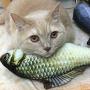 Coppthinktu 6PCS Interactive Cat Toy, Catnip Toys Realistic Plush Simulation Fish Cat Toy, Funny Interactive Pets Pillow, Chew Bite Kick Supplies Catnip Fish Cat Toys for Cat, Kitty, Kitten