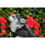 EcoBark Step in Dog Harness Reflective Soft Ultra Padded Mesh Dog Harnesses for XXS, XS, Small, and Medium Dogs Eco-Friendly Comfort Secure Halter No Pull Adjustable Pet Vest
