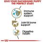 Royal Canin Breed Health Nutrition Dachshund Puppy Dry Dog Food