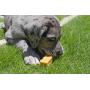 Himal Dog Treat Natural Dog Chew