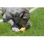 Himal Dog Treat Natural Dog Chew Himal Dog Treat Natural Dog Chew