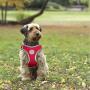 Kruz PET Reflective No Pull Quick Fit Mesh Harness